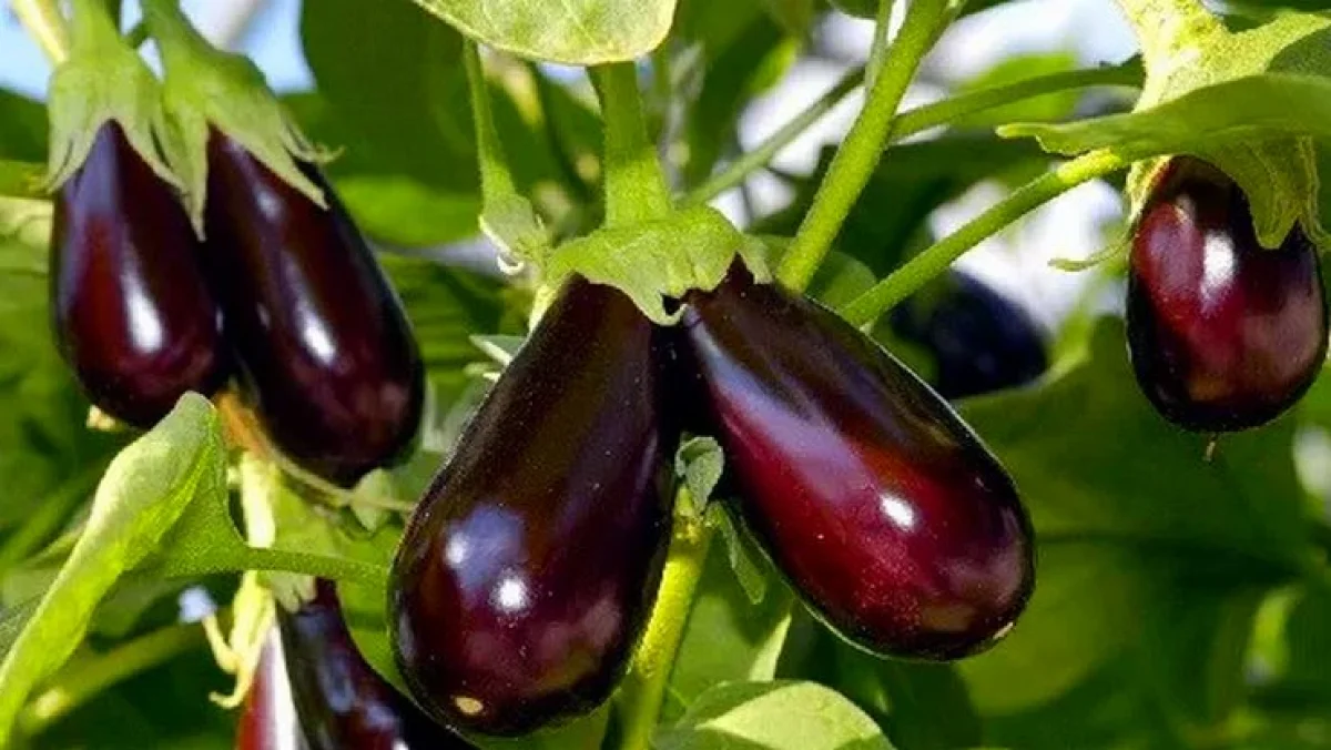 கத்தரிக்காய்