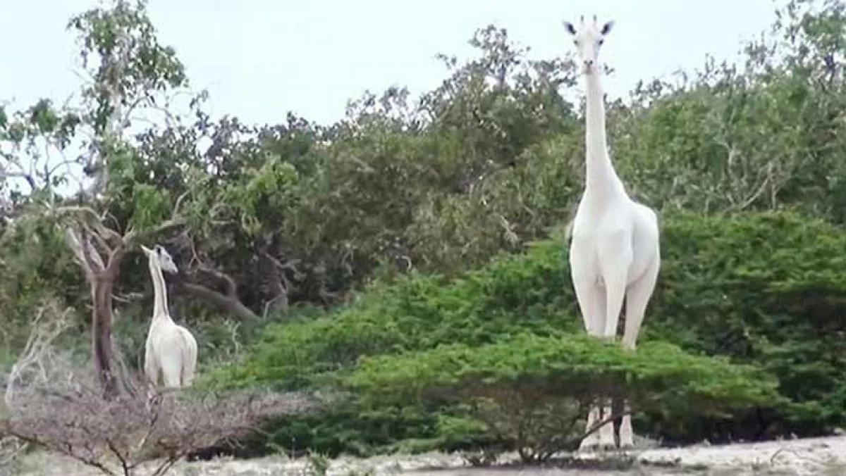 வெள்ளை ஒட்டகச்சிவிங்கி