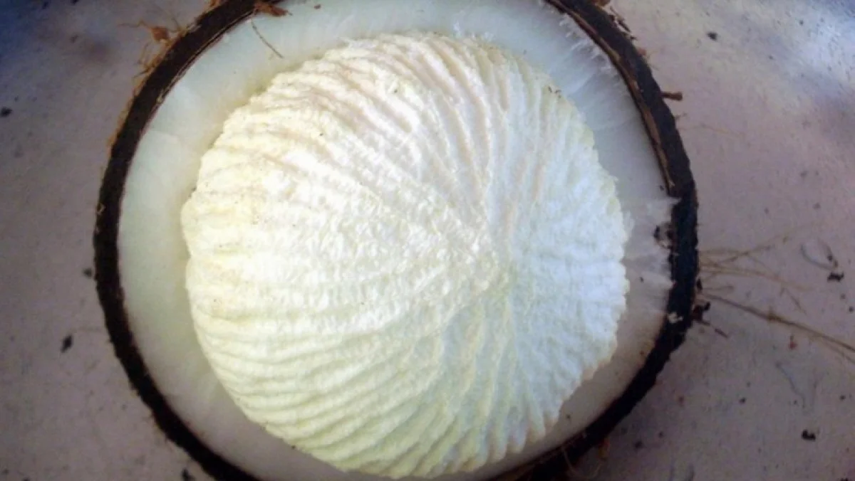 தேங்காய் பூ