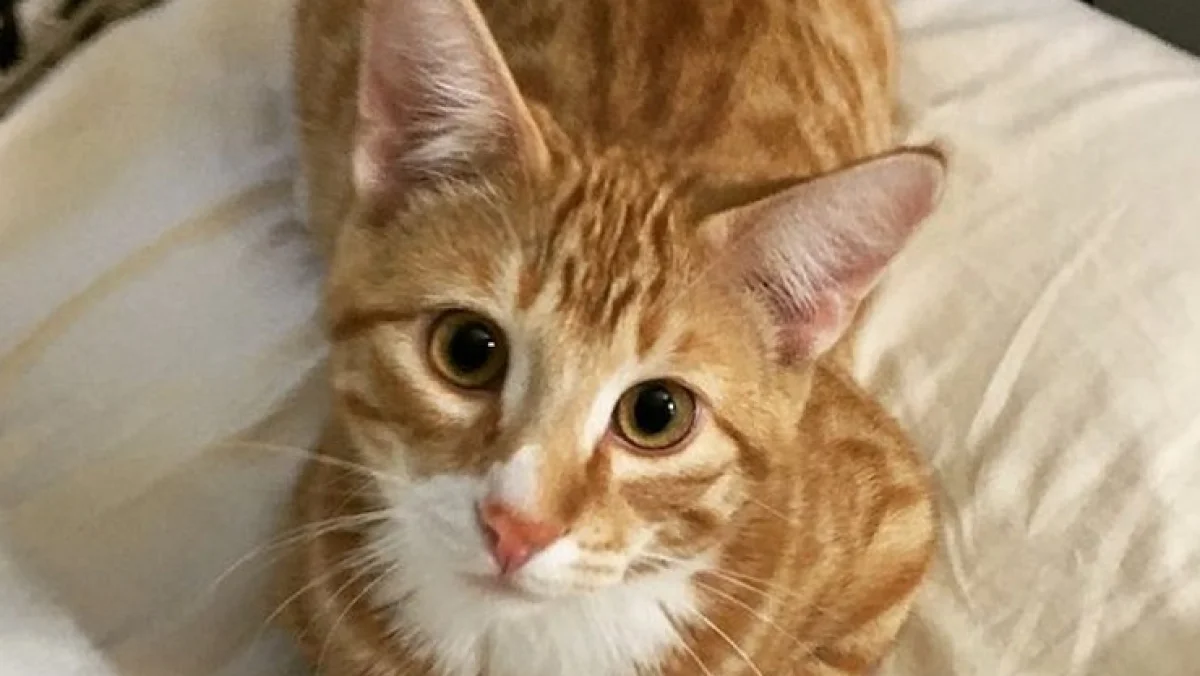 Who will Bell the Cat