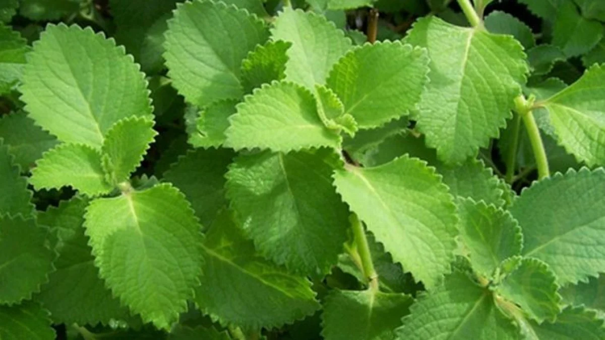 பயன்கள்