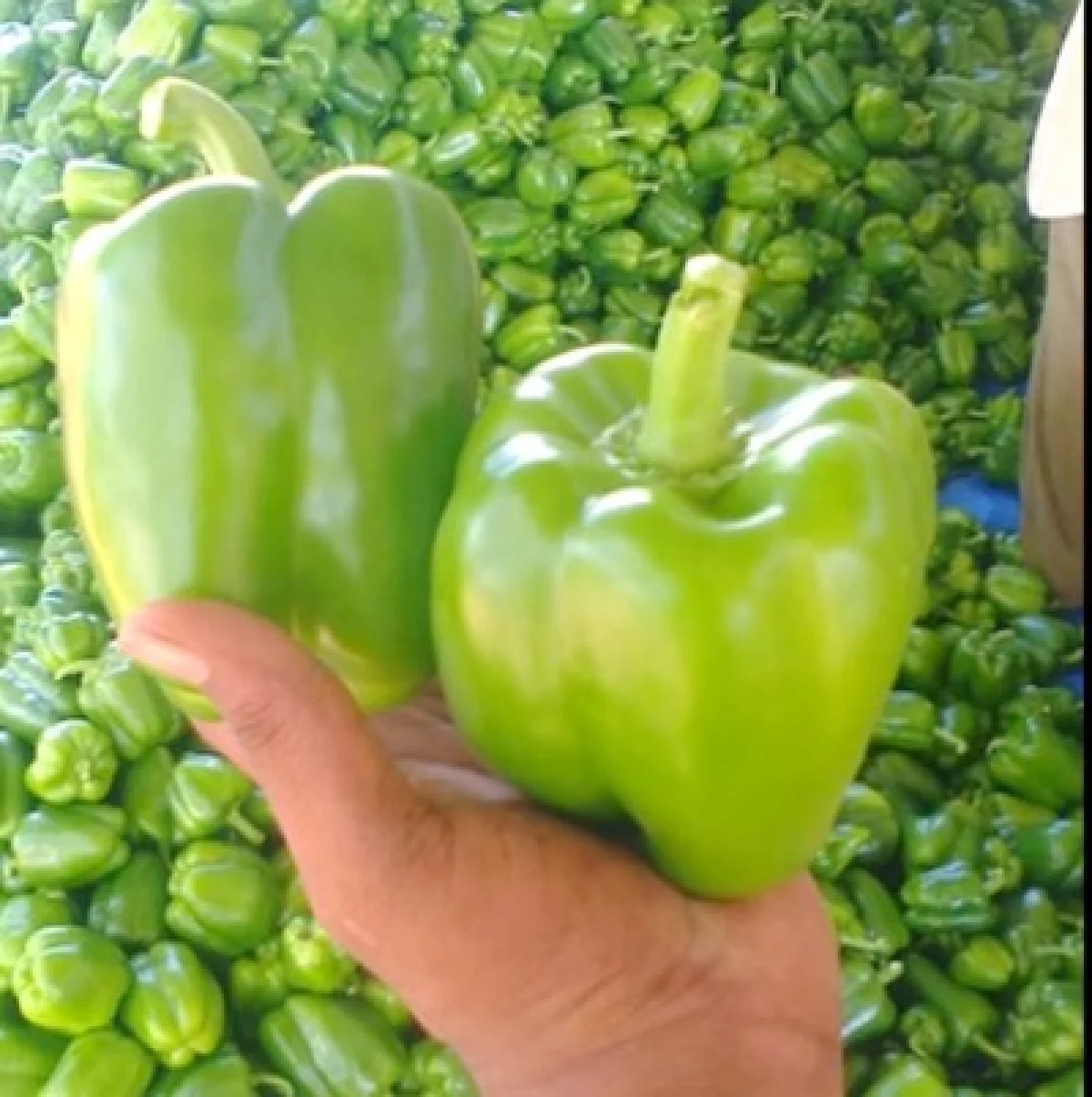 capsicum