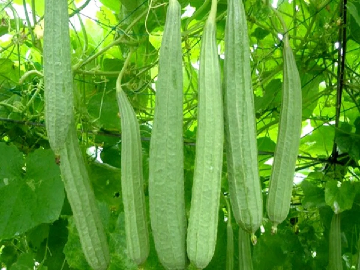 Ridge Gourd