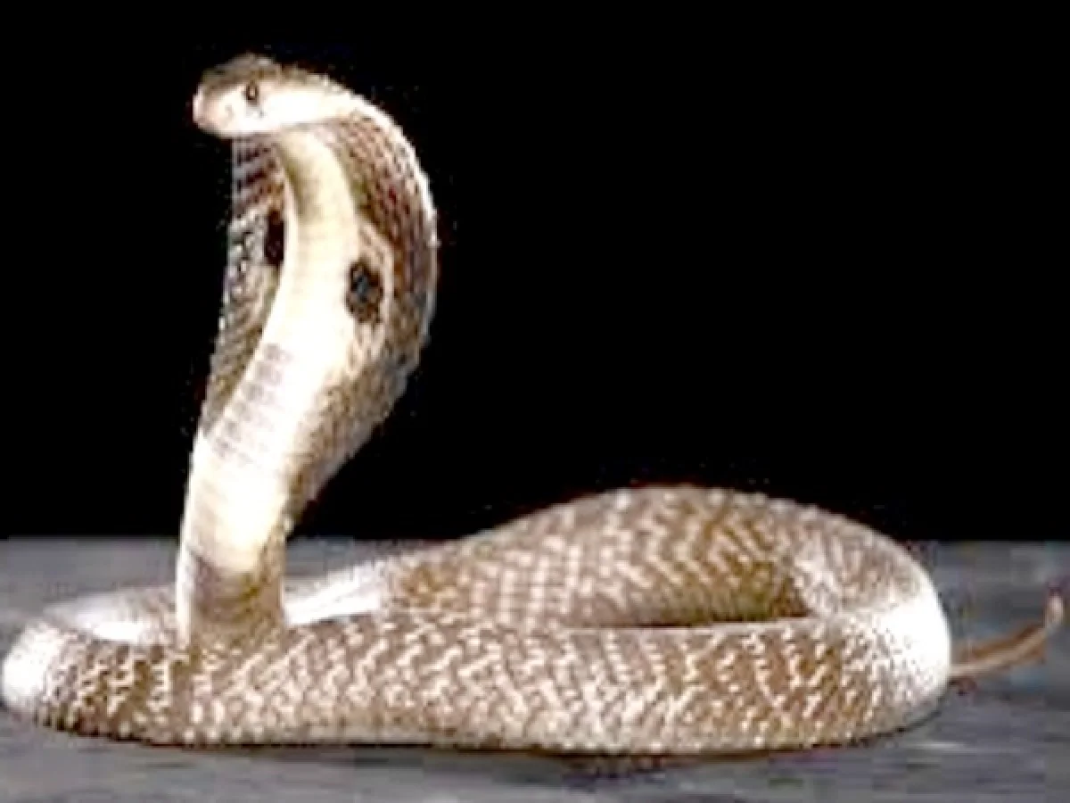 bhartruhari subhashitam