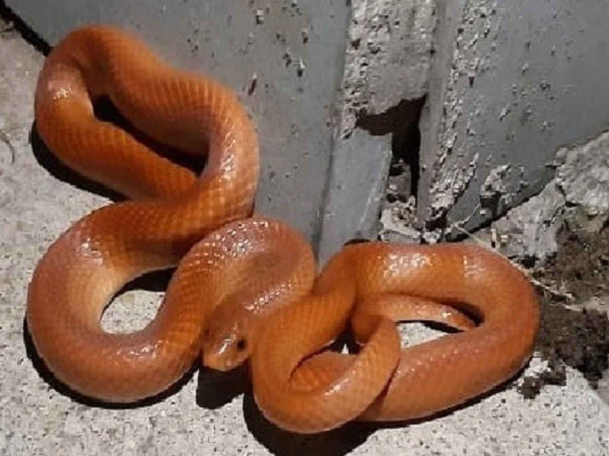Very Rare Red Snake