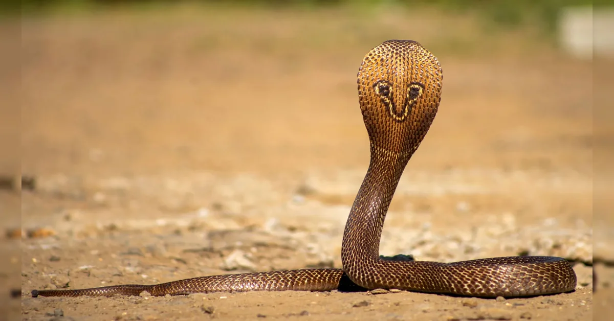 கனமழை எதிரொலி: சென்னை குடியிருப்புகளில் 1,000-க்கும் மேற்பட்ட பாம்புகள் மீட்பு!