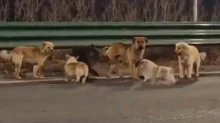 Dog vaccination key to ending rabies deaths, not routine vaccination of people: Study
