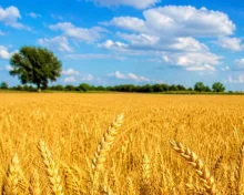 Micronutrients are good, a balanced diet is better