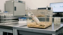 Lab-Grown Human Brain Tissue Transplanted Into Mouse Brains