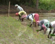 भारत में यूरिया की मांग बढ़ी, घरेलू उत्पादन पीछे छूटा