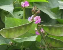 உணவில் அடிக்கடி அவரைக்காய் சேர்ப்பதால் கிடைக்கும் நன்மைகள்..!