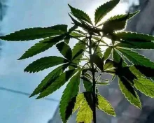 Hyderabad: 17.1కేజీల గంజాయి స్వాధీనం.. ముగ్గురు అరెస్ట్... ఎక్కడంటే?
