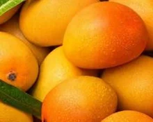 కేన్సర్‌ను నిరోధించే మామిడి పండ్లు, ఎలాగ?