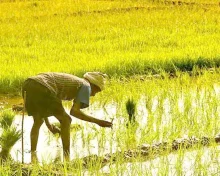 Heavy Rain: ఆదిలాబాదులో రైతులకు ఊరటనిచ్చిన భారీ వర్షాలు