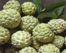 Custard apples సీతాఫలాలు వచ్చాయి, తినేవారు తెలుసుకోవాల్సినవి