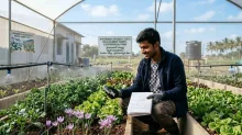 ఆ కూరగాయను హైదరాబాదులో పండించవచ్చా?
