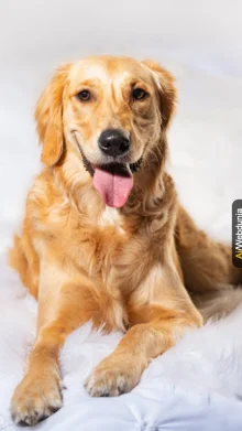 life lessons from dogs