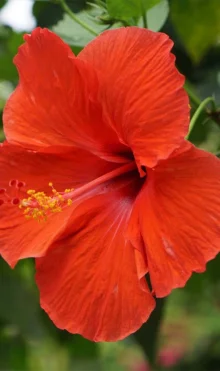 Medicare uses of hibiscus flower