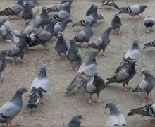 मुंबईत दादर येथे कबुतरखाना वरून पुन्हा वाद पेटणार !