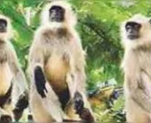 એક વાંદરાએ તાલુકા પરિસરમાં 500 રૂપિયાની નોટો લૂંટવાનું શરૂ કર્યું, જેના કારણે પૈસા લેવા માટે લોકોની ભીડ એકઠી થઈ ગઈ. આ વીડિયો વાયરલ થયો