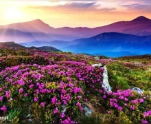 Valley of Flowers Uttarakhand येथे अनेक प्रकारची फुले उमलतात