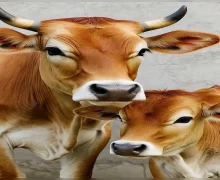गाईचे महत्त्व हिंदू धर्मात-वसुबारसच्या निमित्ताने जाणून घ्या