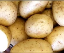 तुम्ही उकडलेले बटाटे फ्रिजमध्ये ठेवता का? हे आरोग्यासाठी हानिकारक असू शकते