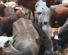 गडचिरोलीत गायींच्या तस्करीविरोधात मोठी कारवाई, 12 गुरांची सुटका,पाच आरोपींना अटक