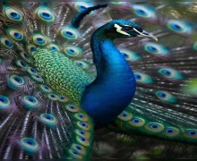 नैतिक कथा : मोराची बासरी