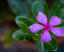 सदाफुलीची पाने चावून खाल्ल्याने हे 7 फायदे मिळतील, जाणून घ्या