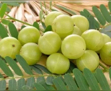 हिवाळ्यात स्वतःला निरोगी ठेवण्यासाठी दररोज आवळा खावे, इतर फायदे जाणून घ्या