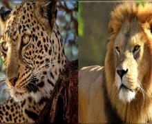 या देशांमध्ये घरात सिंह आणि बिबट्या पाळीव प्राणी म्हणून पाळले जातात
