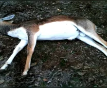 Blackbuck deaths in Karnataka ३१ काळवीटांच्या मृत्यूने कर्नाटकात घबराट पसरली