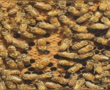 मनोरुग्णालयात मधमाशांच्या हल्ल्यात एकाचा मृत्यू तर अनेक जखमी; नागपूर मधील घटना