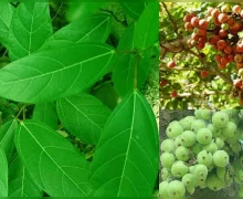 औदुंबराचे झाड तोडू शकतो का? नियम आणि विधी काय?