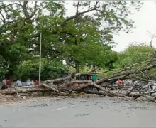 नाशिक कुंभमेळ्यापूर्वी अनेक वृक्षांची कत्तल