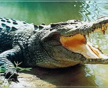 Crocodile Attack सासूच्या अंत्यसंस्कारासाठी आलेल्या जावयाला सरयू नदीत मगरीने ओढले; शोध सुरू