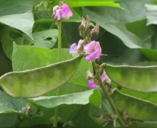 உணவில் அடிக்கடி அவரைக்காய் சேர்ப்பதால் கிடைக்கும் நன்மைகள்..!