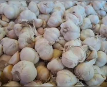 வெள்ளை பூண்டில் இருக்கும் அற்புத மருத்துவ குணங்கள்..!