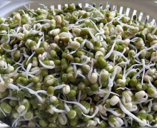 Health Benefits of Sprouted Moong:  રોજ એક મુઠ્ઠી ફણગાવેલા મગ ખાશો તો શું થશે? જાણો સ્વાસ્થ્યમાં શું થશે ફાયદો