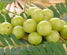 हिवाळ्यात मुलांसाठी बनवा चविष्ट Amla Laddu लिहून घ्या सोपी रेसिपी