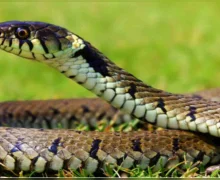 హైదరాబాద్ నగరవాసులను పాముల బెడద..