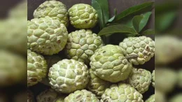 Custard apples సీతాఫలాలు వచ్చాయి, తినేవారు తెలుసుకోవాల్సినవి