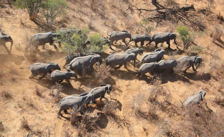 elephants