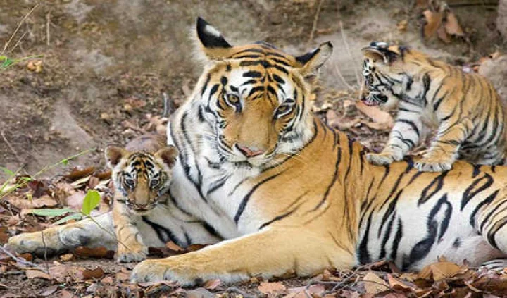 Jharkhand