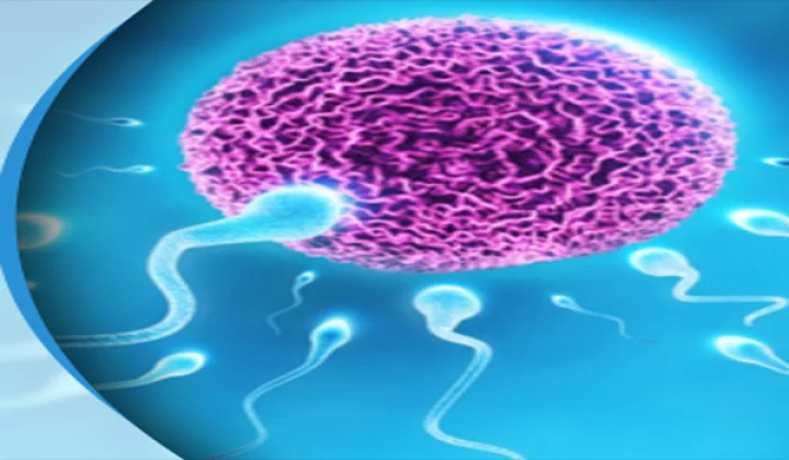 sperm 