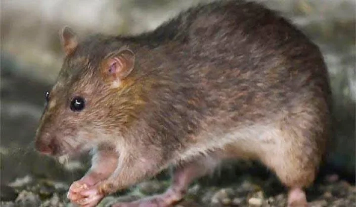 rat hepatitis E