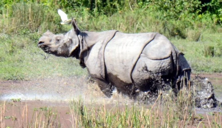 Ngorongoro Conservation