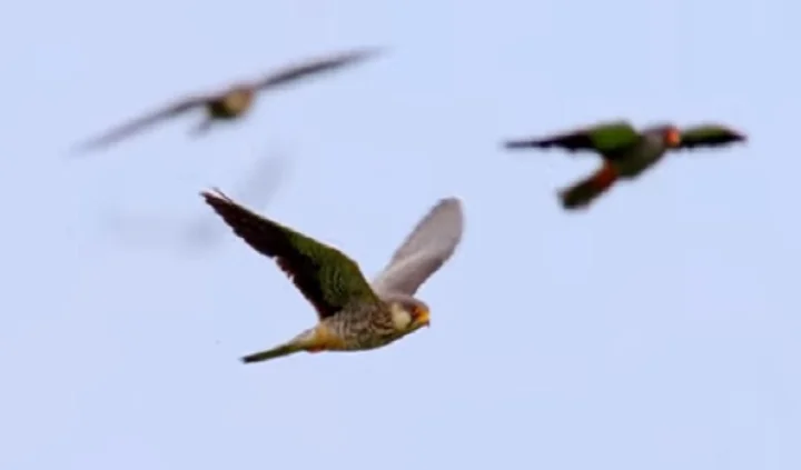 Migratory bird