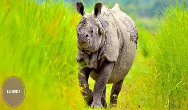 World Rhino Day